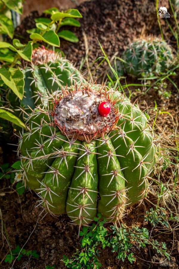 Desierto de la Tatacoa